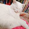 Murai Bankouen - 看板猫は居眠り中