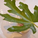 ル・ミュゼ - アールグレイのジュレ無花果のコンポート