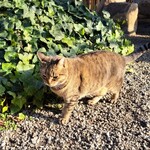 山越うどん - 山越さんのにゃんこ