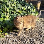 山越うどん - 山越さんのにゃんこ