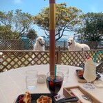 SHIMOASO CAFE - テラスは愛犬同伴OK♪無料のミニドッグランあり。