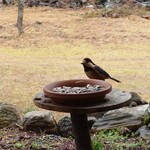 くつきそば 永昌庵 - 