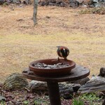 くつきそば 永昌庵 - 