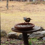 くつきそば 永昌庵 - 