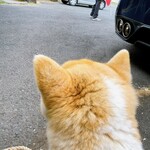 串焼き BUBU-TON - 