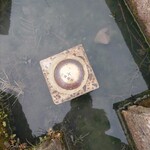 らーめん みずさわ - これ♪