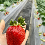 姫路ハートフル観光農園 - 