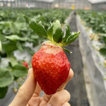 姫路ハートフル観光農園 - 