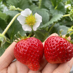 姫路ハートフル観光農園 - 