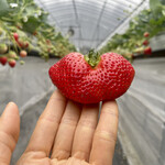 姫路ハートフル観光農園 - 