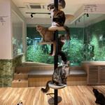 Cat cafe COORIKUYAplus - 