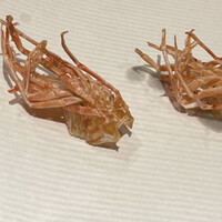 ぬま田 - 海老の頭