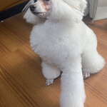 SIZZLE - 愛犬ベルはお留守番