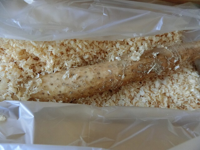 JA帯広かわにし 特産品直売所 &ndash; 帯広市の農産物直売所