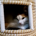 猫カフェ　ロンロン - 