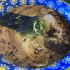 自家製麺 カミカゼ - 料理写真: