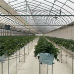 駅チカ イチゴ園 GREENPEACE - 