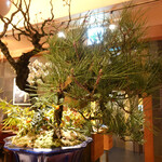 Ginza Rokusantei - 一月の盆栽は松竹梅