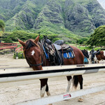 クアロア・ランチ・ハワイ カフェテリア - 