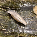 にぎり鮨 一五〇 - コハダ（¥150）（税別）