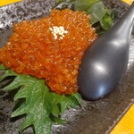 黒潮金剛 どろめ - 