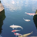 久能カントリー倶楽部 - エントランス前に錦鯉