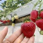 姫路ハートフル観光農園 - 