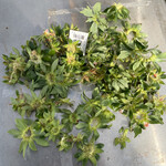 姫路ハートフル観光農園 - 