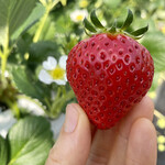 姫路ハートフル観光農園 - 