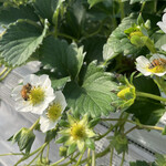 姫路ハートフル観光農園 - 