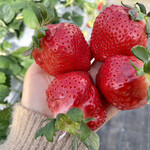 姫路ハートフル観光農園 - 