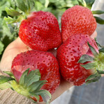 姫路ハートフル観光農園 - 