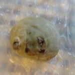 danish×danish baked by BURDIGALA - リュスティック・テ・ヴェール（130円）