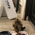かじ鮮魚店 - 魚のアラをもらっている猫ちゃん