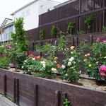 ふくふく庵 - テラス席外のバラ園
