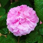 ふくふく庵 - バラ