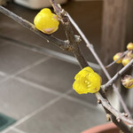 一幸庵 - 店舗前のろうばい　咲きかけてます