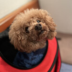 ＭＯＭＩＮＯＫＩ ＨＯＵＳＥ - 野菜が食べたいらしいｗ