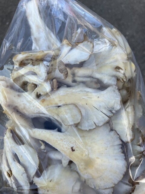 物産館モリヤマ（Moriyama） - 八郎潟（その他）の写真