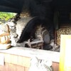 Orutora Na - 店舗外にある薪窯。