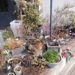 ハタヤ - 入り口の植物