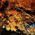 紅葉亭 - 店の窓から紅葉