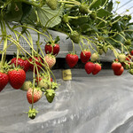 姫路ハートフル観光農園 - 