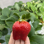 姫路ハートフル観光農園 - 