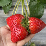 姫路ハートフル観光農園 - 