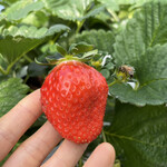 姫路ハートフル観光農園 - 