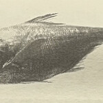 一期一会 よねさん - 