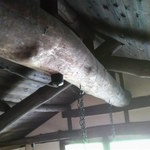 すだち - 伐採されて100年は経ってると思われる梁。