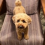 Le Chien Kyu Karuizawa - In the room with U^ェ^U