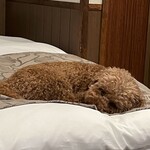 Le Chien Kyu Karuizawa - Good night